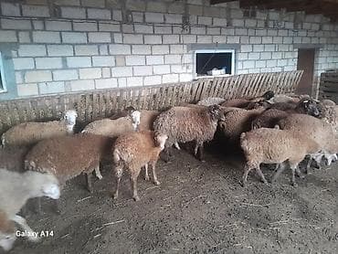 xoruzun ağ əti: Qurbanliq qoyunlar Qiymeti razilasma yolu ile Cekileri 15-25 kq — 5