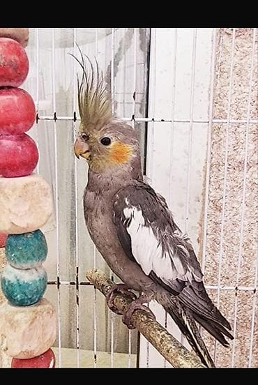 turac qusu haqqinda melumat: Nimfa (Cockatiel) papağanı - Növ: Nimfa (Nymphicus hollandicus) - — 1