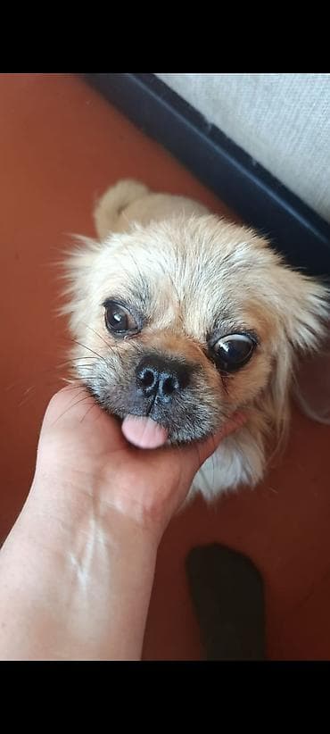 golden retriver it: Pekinez və Pomeranian qarışığı balalar - Cins: Pekinez x Pomeranian — 4