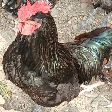 купить кролика в баку: Saf qan xətləri olan qara xalli xoruzlar - Rəng: dərin qara, günəşdə — 9