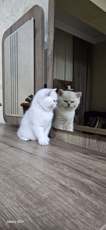 Digər heyvanlar: Şinşilla, Erkək, Yaxşı əllərə, Ünvandan götürmə — 5