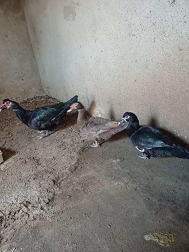 it tap az: Erkək, | Lal ördək, Damazlıq, Ünvandan götürmə — 3