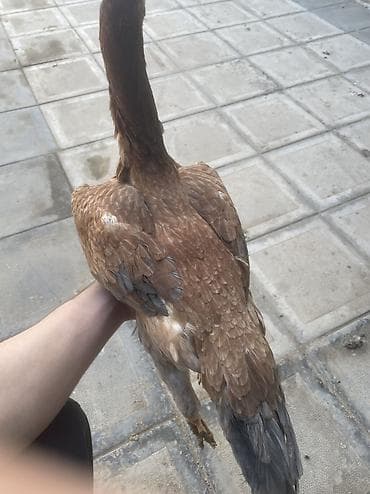 lalafo quşlar: Damazdığımdı qapısında cinsdi qannı fərə isdiyən yazsın.əsgərriyə görə — 2