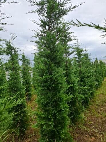 Bu, yaşıllıq salmaq və ya bağ bəzəmək üçün uyğun olan hündür