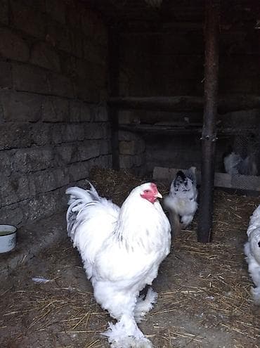 quş yuvaları: Toyuq, Brama, Damazlıq — 6