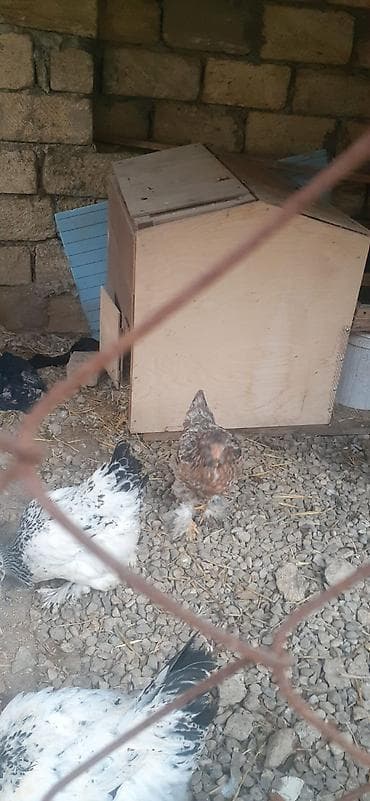 Balıqlar: Yumrta - Rənglər: ağ-qara (kolumbiya naxışlı), qara və qırmızı-ala — 4