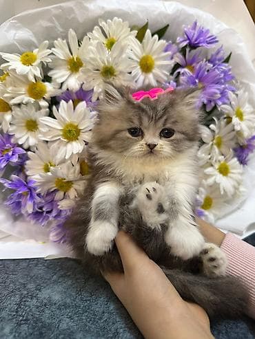 Cins: Uzun tüklü, yastıburun tipli balaca pişik (gümüş-boz və ağ rəng