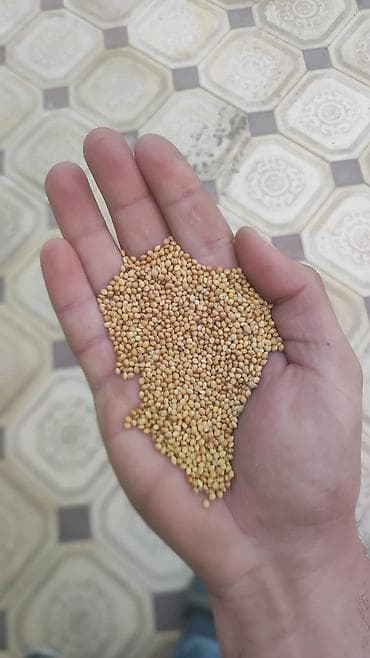 Toxumlar: Ağ darı toxumu — 2