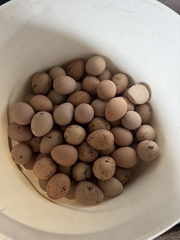 sud ceni: Firəng quşu (Səbzi) yumurtası satılır.Yumurtalar tam mayalı və təzə — 4