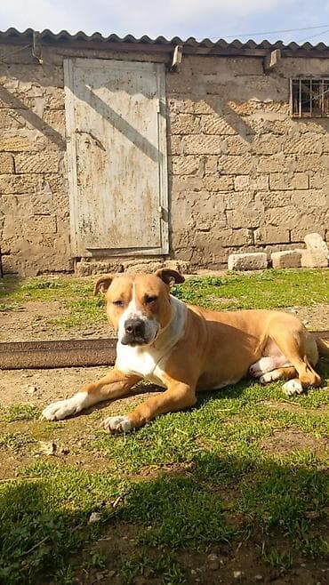 ingilis setteri it cinsinin digər adı: Staffordşir bulterier — 1