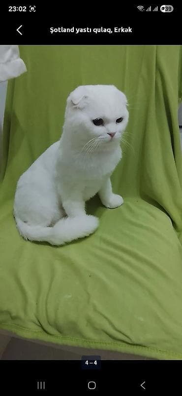 serebrist cuce satisi: Şotland yastı qulaq, Erkək, Cütləşmə üçün — 2