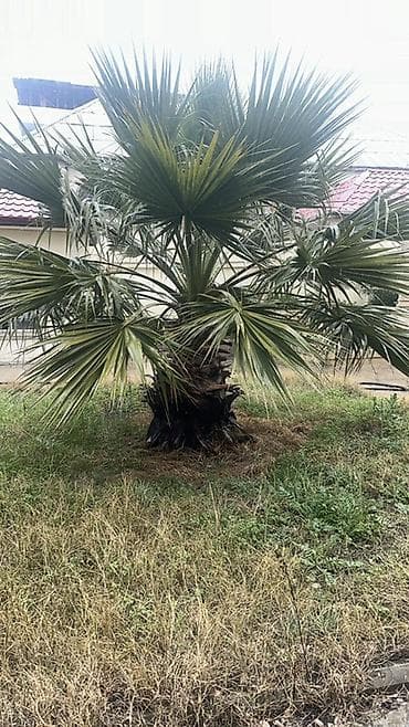 pavloniya agaci: Dekorativ palma ağacı – həyət və bağ üçün 18 ilin agaci - Növ: Fan — 2