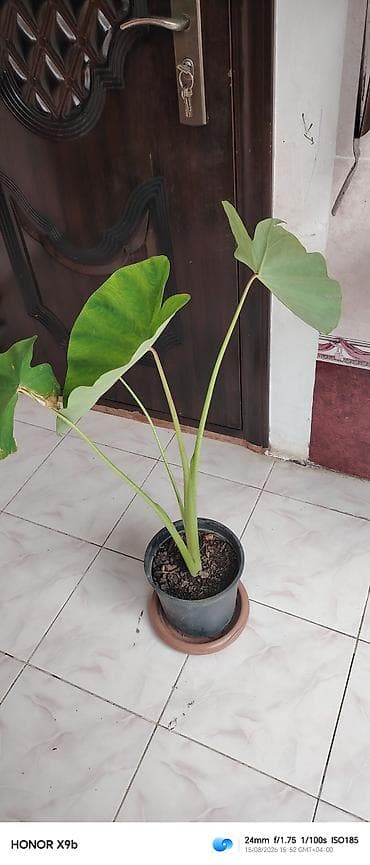Alokaziya (Elephant Ear) dekorativ otaq bitkisi - Növ — 1