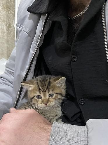 pişik qabı: Britan, Erkək, Yaxşı əllərə — 5