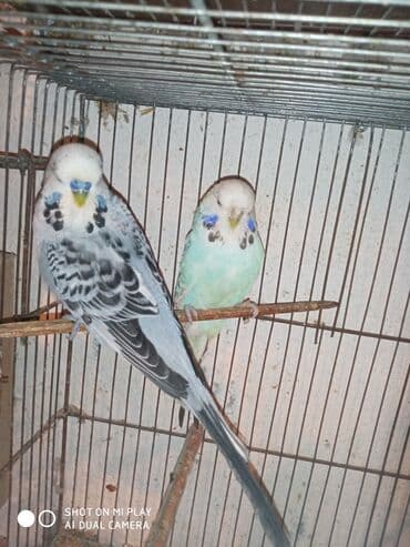 dəvə qusu: Çex cütler satılır papuqaylar təmiz qan vıstıvıcnıy vıstıvka sərgi — 5