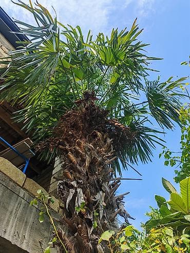 Traxikarpus (Trachycarpus fortunei) xurma ağacı - Növ: Soyuğa davamlı