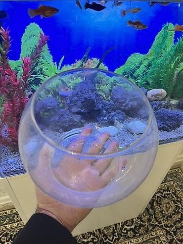 tap az ev itleri: Yumru akvarium, Boş, 3 l, Ödənişli çatdırılma — 2