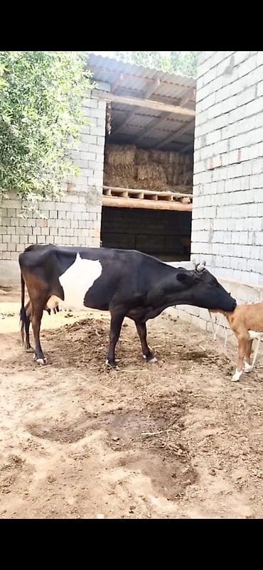 hamster satisi: Satılır inək və yanında bala. Qara-ağ rəngli, süd istiqamətli — 5