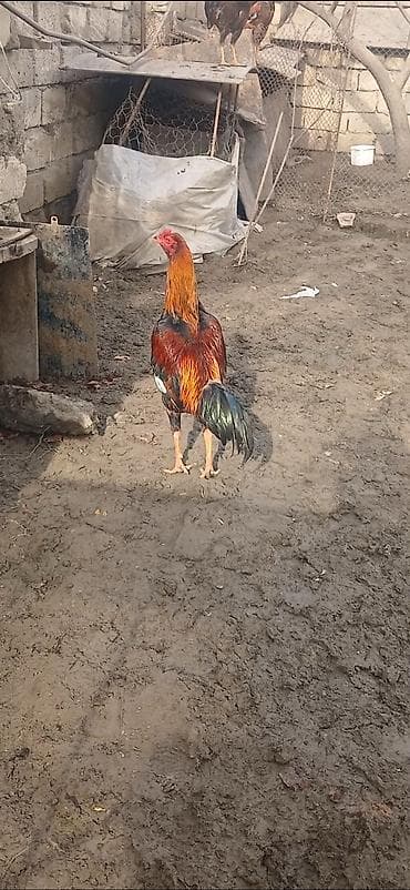 Heyratı beçə satılır 7 aylıqdı təzə təzə aylır hündür viddi çolpadı