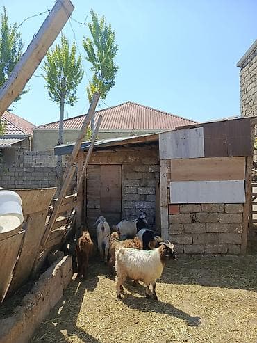 erkey dana: Qurbanlığa yarayan erkey quzu — 1