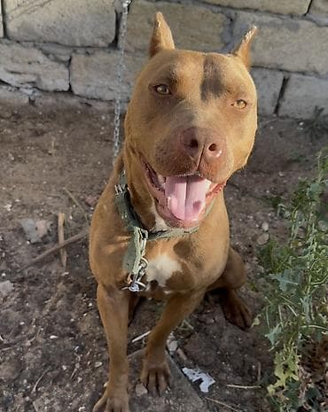 Pitbul, Peyvəndli