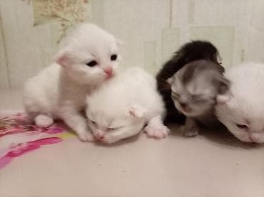 Pişiklər: Sevimli pişik balaları - Bir neçə yeni doğulmuş pişik balası — 7