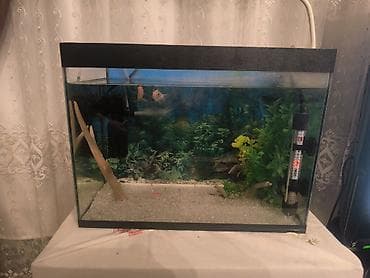 homm bitkisel az: Akvarium 40 sm uzunluğu 21 sm eni 30 sm hündüründə. 1 aydır alınıb — 3