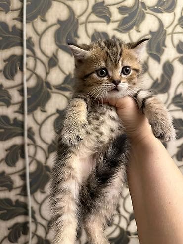 piwik sekilleri: Şotland yastı qulaq — 8