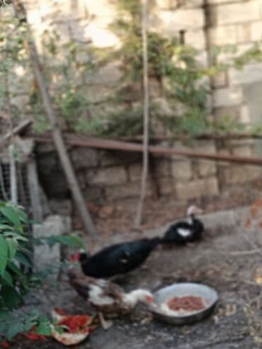 kuban ördek: Ağ rəngli, müxtəlif ölçülü ördəklər mövcuddur.Órdeyin 1í 20 manata — 4