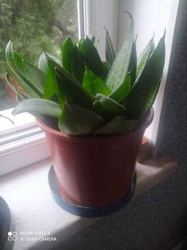 bonsai ağacı qiymeti: 20manat biri.obiri 22 manat.asagi yeri var — 2