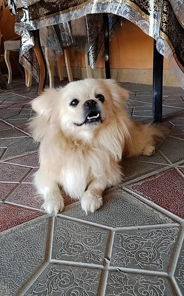 Pekines, 4 il lalafo.az -da Pekines, 4 il