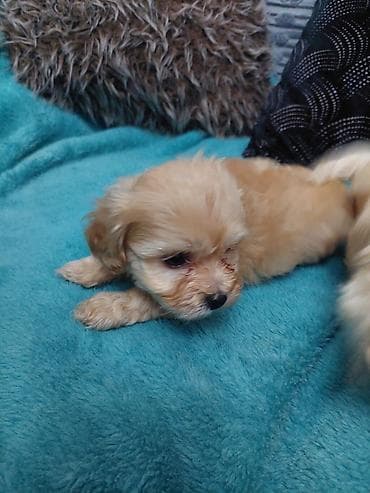 Salam cinsi maltes balonkaBalaca dekorativ it balaları – krem və açıq — 3