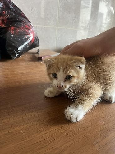 pişik satışı lalafo: Sort pişiydi təzə doğulub baxa bilən şəxslər narahat etsin dişidir — 3