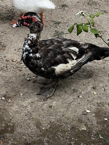qus xana: Macar sortu lal ördek satilir ünvar yeni suraxani sonu 35manat 2dene — 2