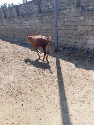 ingilis setter it cinsinin digər adı: Erkey saxlanmalı dana — 4