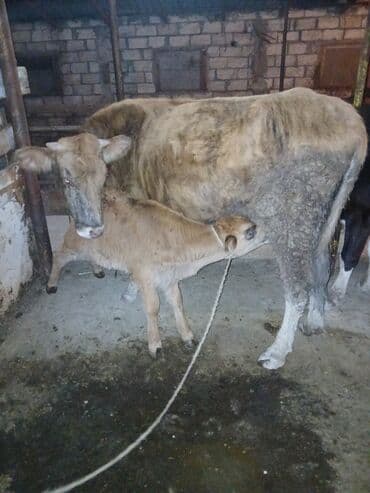 cins ineklerin satisi 2018: Самка, лет: 2, Для разведения, Самовывоз — 5