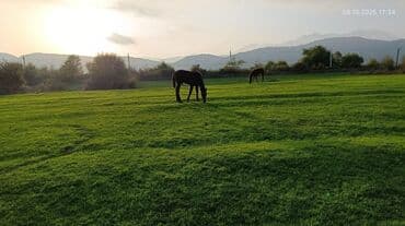 домик для большой собаки: Satış: Xüsusiyyətlər: - Rəng: tünd qəhvəyi (qaradonlu), uzun qara — 4