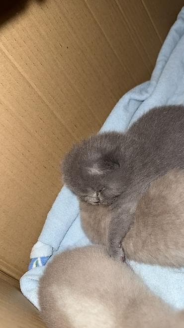 pişik 1 azn: Britan — 4