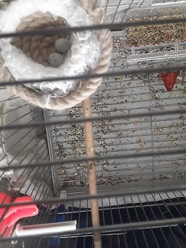 azerbaycanda it adlari: Salam hazir quslardi 4 hazir mayadi 1erkey.elave bir erkeyde var sari — 6