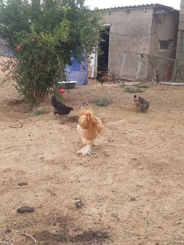 hinduşqa yumurtası: Toyuq, Brama, Damazlıq — 2