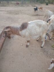 cins ineklerin satisi: Dişi, il: 1, 18 kq, Damazlıq — 7