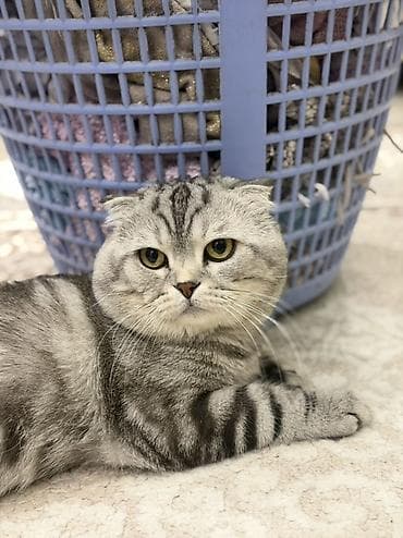 Proton: Шотландская, Для вязки — 2