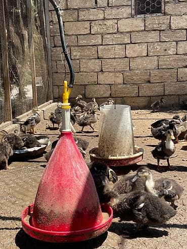 eşəy satışı: Yerli ördek 1 aylıqdırlar Hamısı satılır 750 — 2