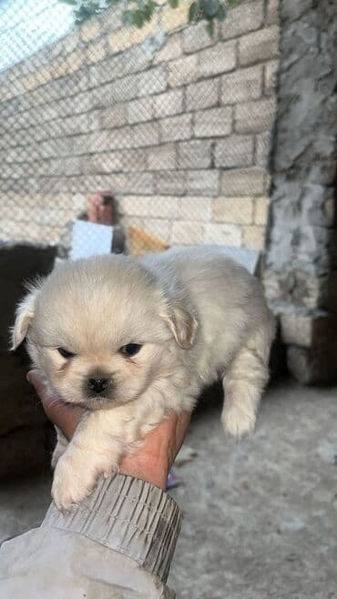 hinduşka balaları: Pekines, 1 ay, Erkek, Pulsuz çatdırılma — 2