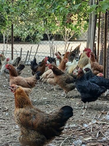 купить кур: Курица, Для яиц, Самовывоз — 3