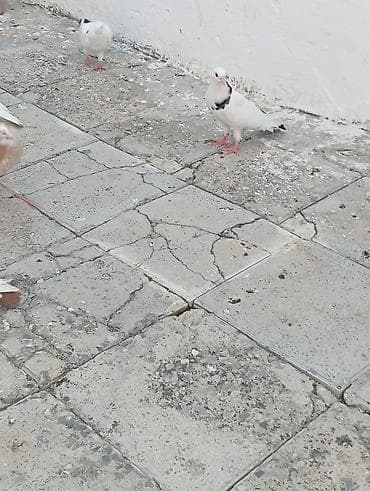 göyercin yuvası: Evdar göyərçinlər – müxtəlif rənglərdə - Növ: evdar/ziyançasız — 4
