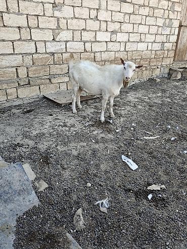 keçi: Her ikisi satilir. fevralda 2yasdari olacag. heyvanlar qobu kendindedi — 8