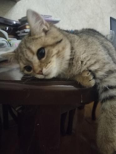 Heyvanlar üçün mallar: Qızıl şinşilla, Yaxşı əllərə, Ünvandan götürmə — 3