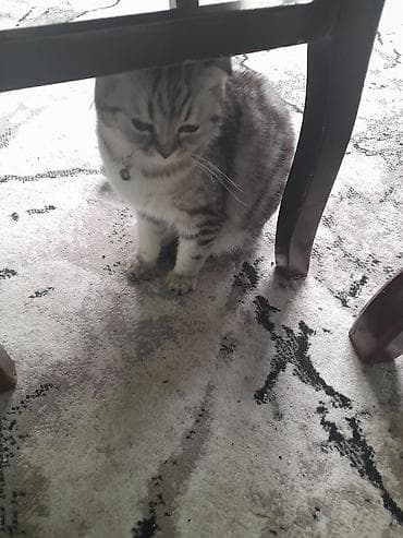 Şotland yastı qulaq, Dişi, Ünvandan götürmə — 2