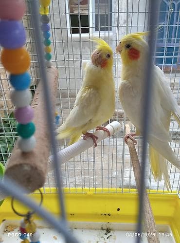 Açıq sarı rəngli, qırmızı yanaqlı iki ədəd korella tutuquşu. Onlar